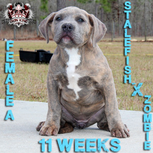 Man I am very happy in how this litter turned out! Stalefish x Zombie ...