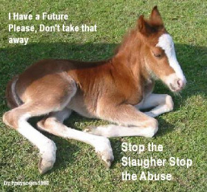 Stop horse slaughter Image