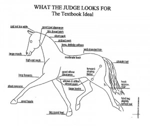 horses for famous dressage quotes