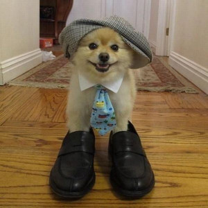 All Dressed Up - Return to Funny Animal Pictures Home Page