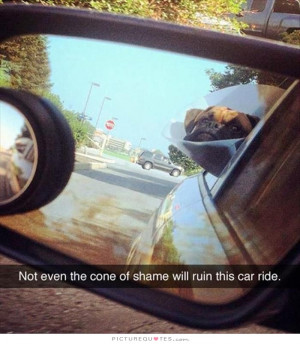 Dog Quotes Car Quotes Funny Dog Quotes