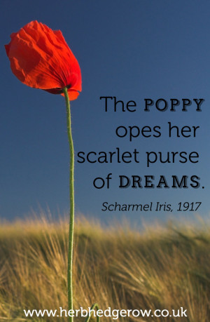 Scharmel Iris – “ The poppy opes her scarlet purse of dreams ”