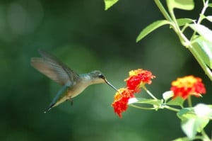 hummingbird poems and quotes