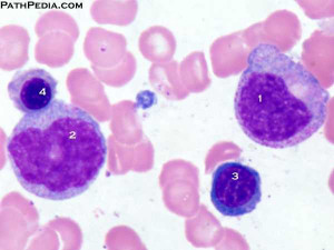 bone marrow histology