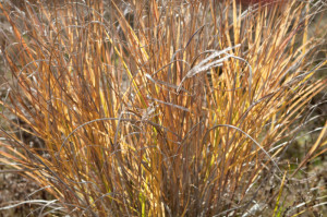 And Golden Leaves Of Grass Curly Brown
