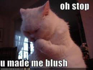 blush-cat-60592689063.jpeg#blush%20cat