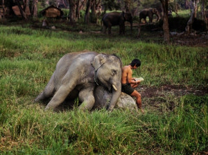 boy, elephant, friendship, nature