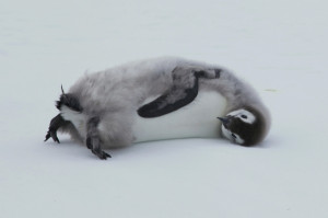 Images Of Month Anniversary Quotes Tumblr Www Birthrightearth Org ...