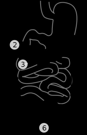 Illustration Human Intestines