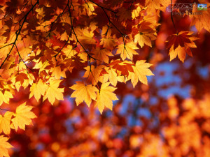 عکس های فصل پاییز