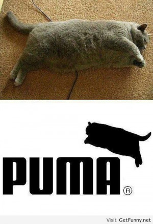 New puma logo with a fat cat - Funny Pictures, Funny Quotes, Funny ...