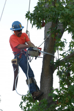 Asca Registered Consulting Arborist Click Here For More Tree