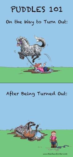 Savvy Horse Quotes & Jokes