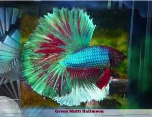 Betta Fish Colors And Patterns