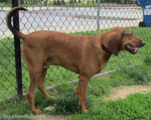 Coonhound Pictures Redbone Dog