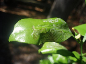 Orange Tree Diseases Leaves