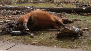 lifeless horse lays tangled in power lines in Moore, Okla.