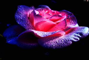 Kwiat Róża, Płatki, Rosa