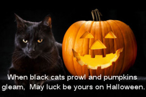 Black cats and Jack 0 Lanterns are thought of as spooky symbols of ...