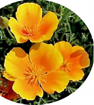 California State Flower The