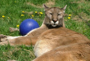 Spring-the-cougar-laying-in-the-sun.jpg
