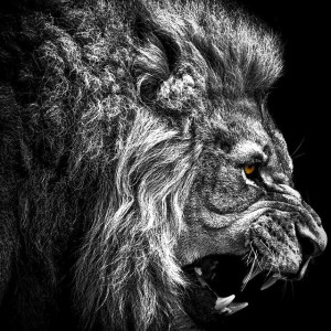 My Passport Wallpapers selections ENJOY!!!-lion-photos-wallpaper.jpg