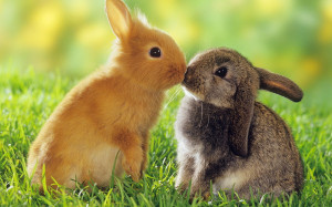 Rabbits Kiss Wallpapers Pictures Photos Images