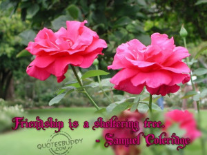 Friendship is a sheltering tree ~ Friendship Quote