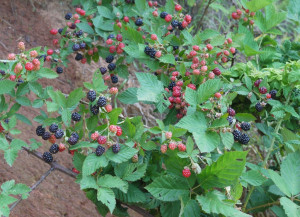Thornless Wild Berry Bush