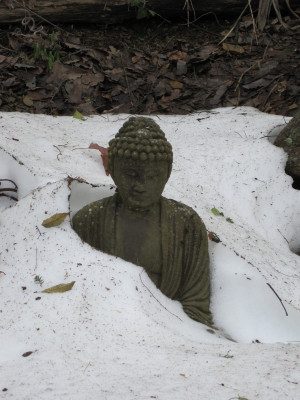 Buddha Quotes Online