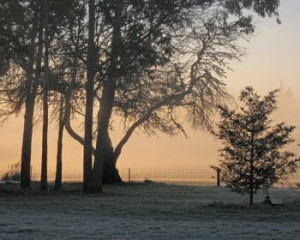 Frosty Foggy Morning