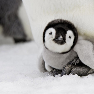 Cute Penguins