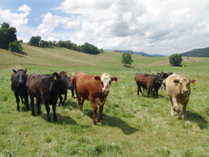 USDA image of grass-fed beef cattle at pasture.