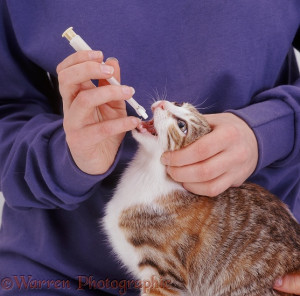 WP19175 Giving worming tablet to young cat using a pill giver.