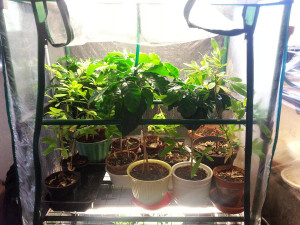 Re: Erythroxylum -- Last Ditch Effort