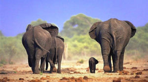 ... animal pictures| free background wallpapers| hd wallpapers elephant
