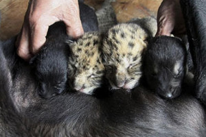 Bounce Houses Combo Units Concession equipment Water Slides