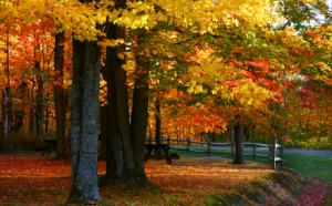 Michigan Car Insurance Quotes