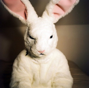 animal, animals, bunny, costume, cute, donnie darko, ear, easter, fasm ...