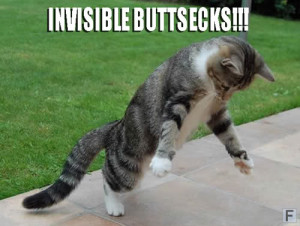 Invisible Cats Jun 13, 2011 1:17:58 GMT -5