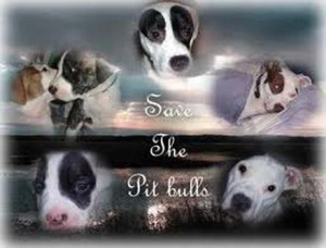 Pitbulls are friends family and lovers- Stop breeding and fighting and ...