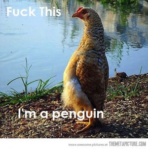 Funny Chicken walking Penguin (FunnyPica.com)