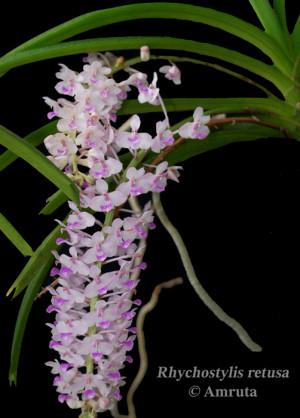 Rhynchostylis retusa fox tail orchid in bloom