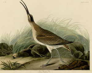 Whimbrel) by John James Audobon: Audubon John, James Audubon, Audubon ...
