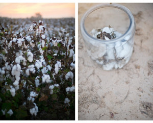 Shalynne-Imaging-Cotton-Field-Photo-Shoot-2.jpg