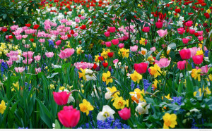 spring-flowers-wallpaperflower-wallpaper-background-hd-desktop ...
