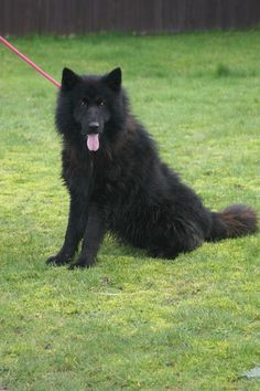 Ranger | All Dogs Matter This Handsome Black German Shepherd is 18 ...
