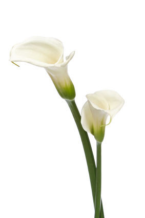 Calla Lily Funeral Flowers