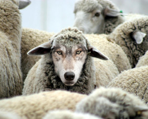 Wolf in Sheep’s Clothing”