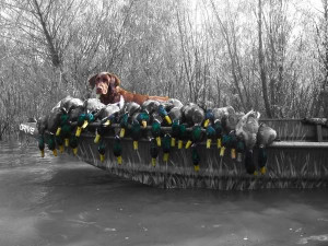 All Graphics » choclate labs duck hunting